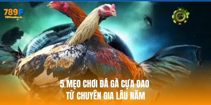 Bật mí 5 mẹo chơi đá gà cựa dao từ chuyên gia lâu năm